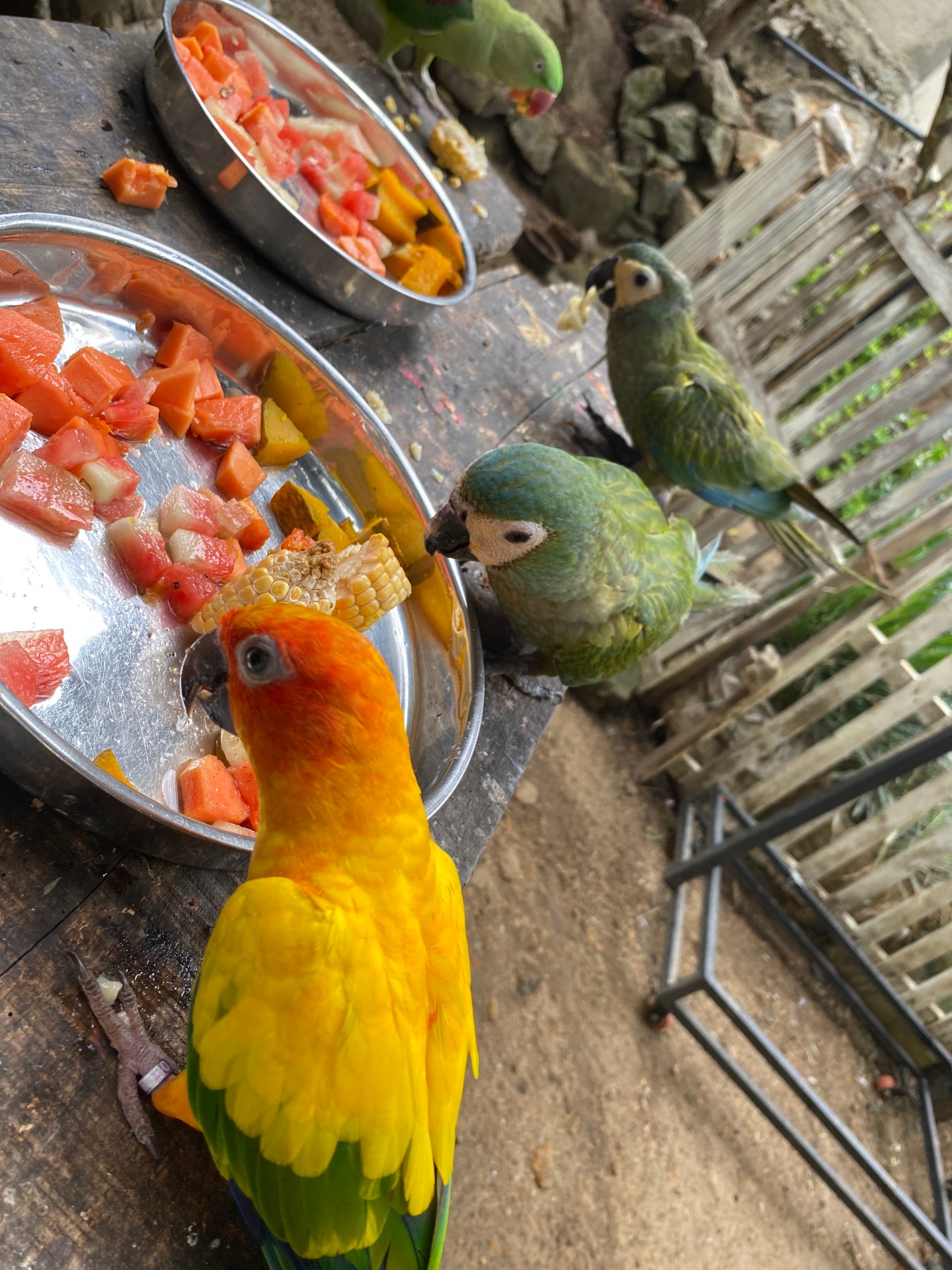 Colorful parrots feasting on tropical fruit at Farmhouse Villa