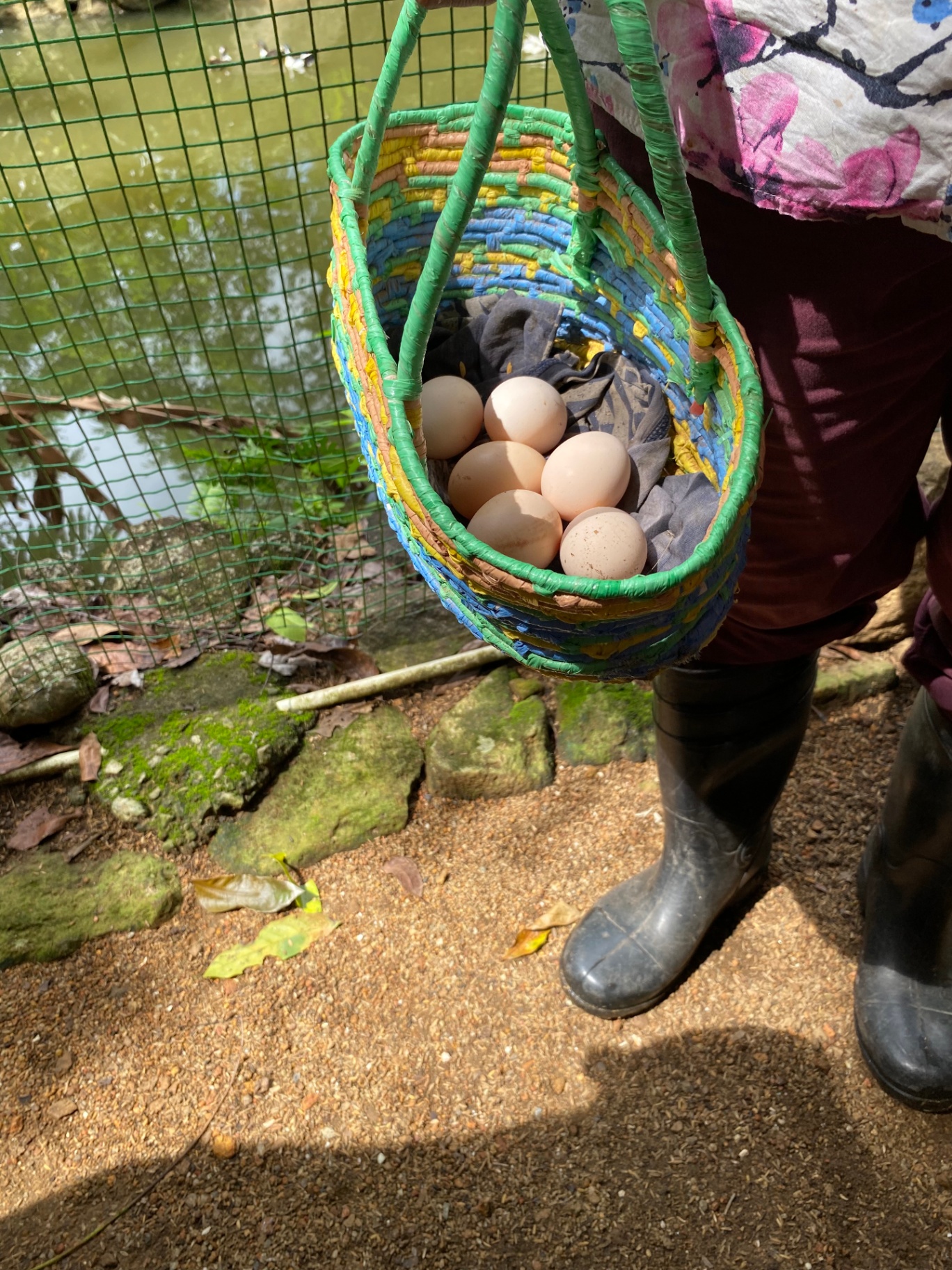 Collect Your Farm Fresh Eggs
