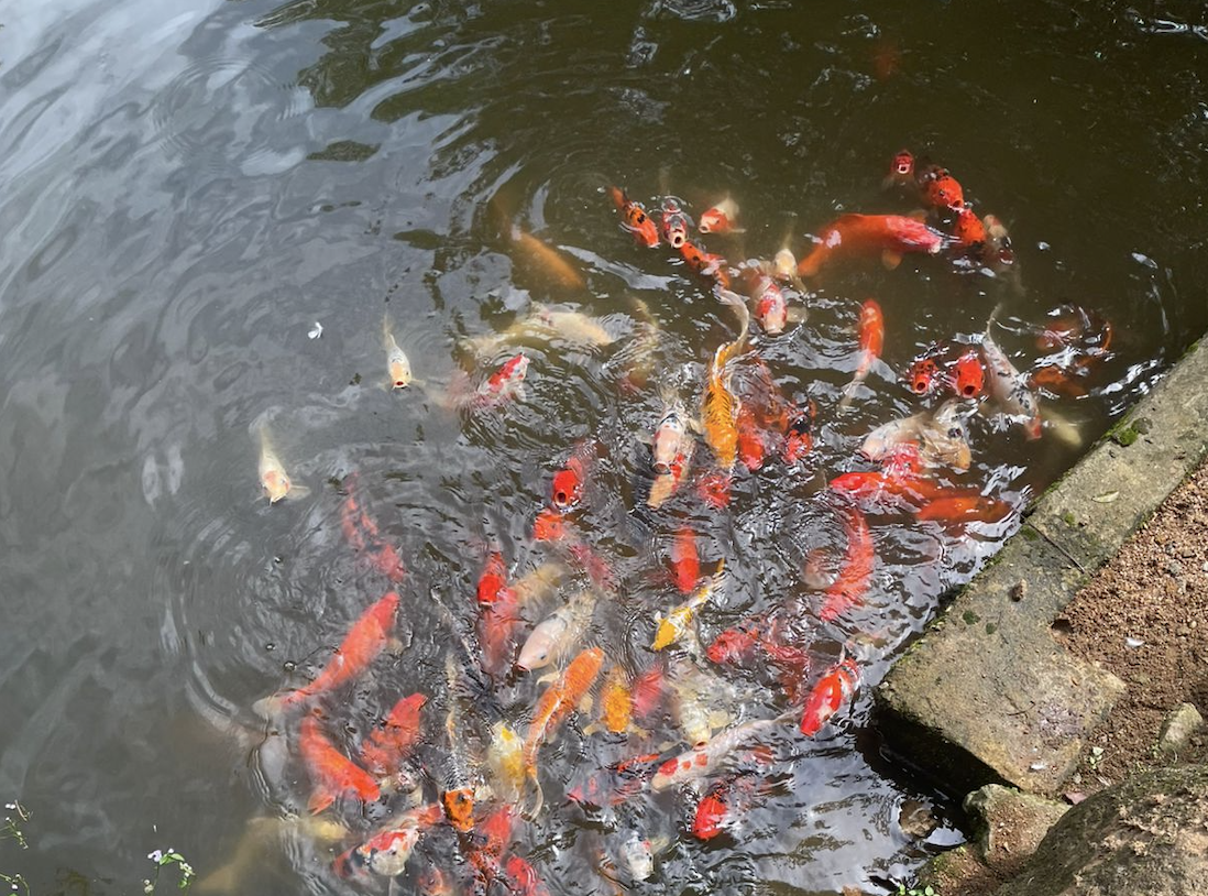 Colorful fish gathering in the villa pond