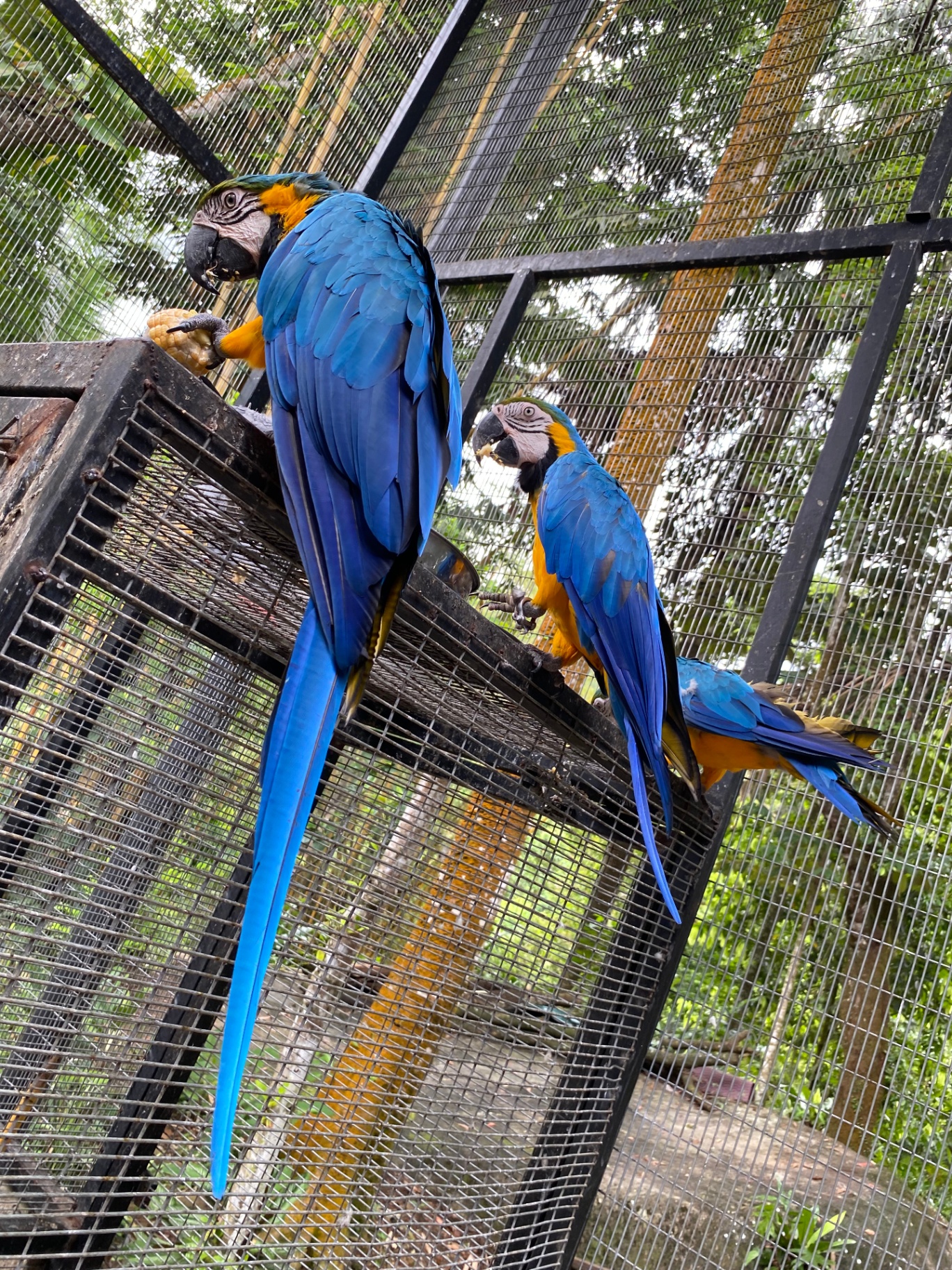 Trio of blue macaws