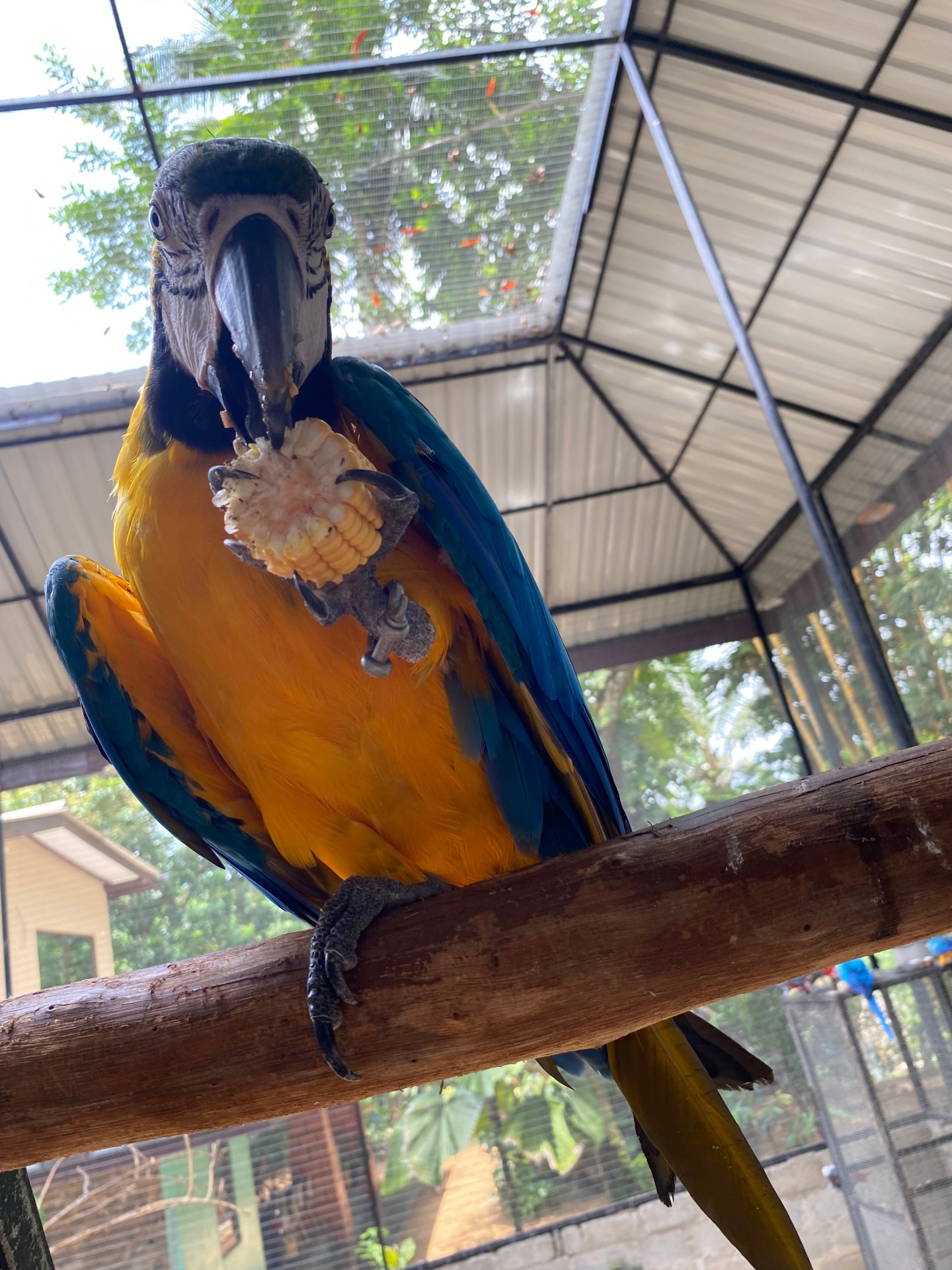 Alex the blue macaw and his friends