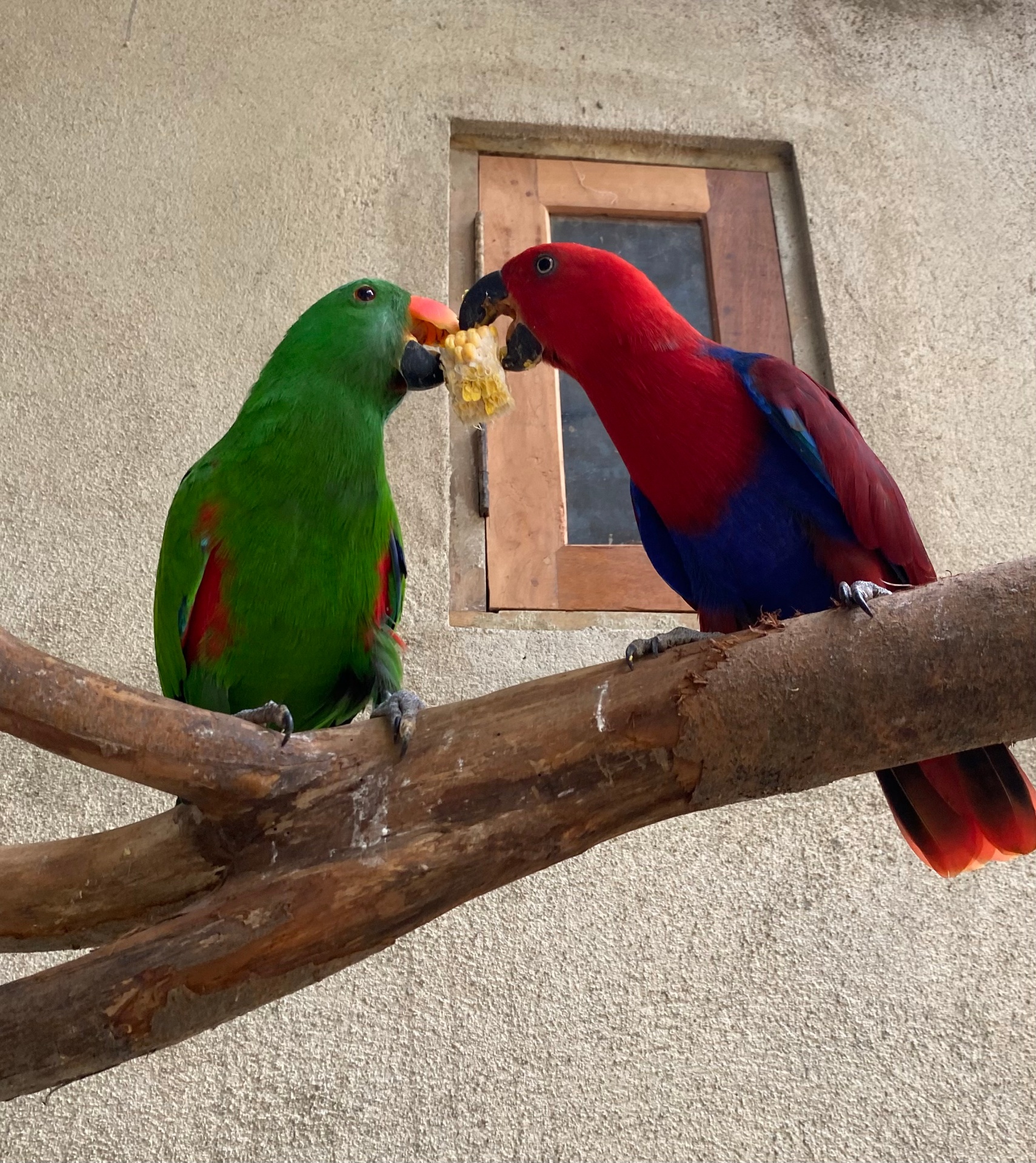 Exotic parrots