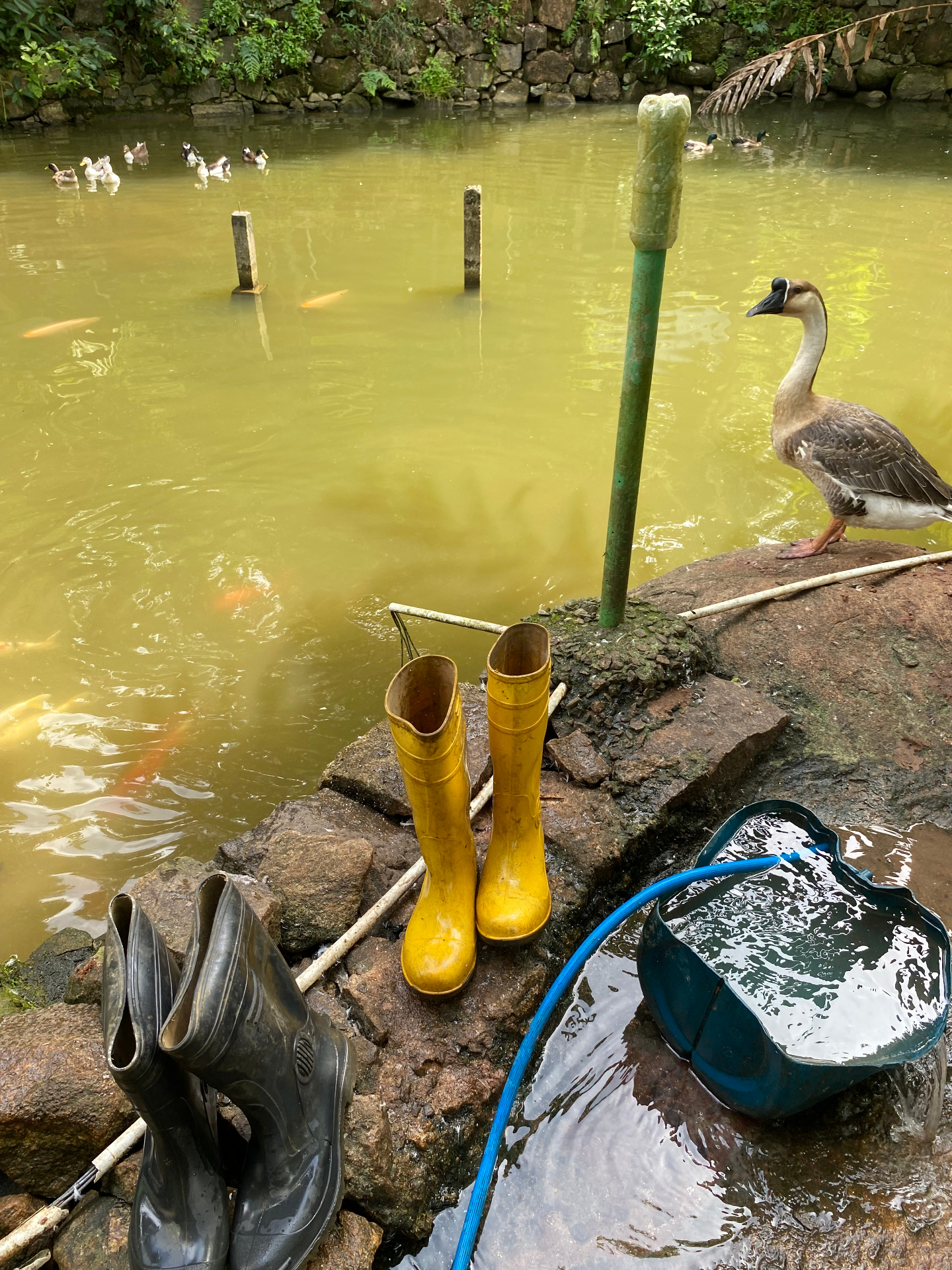 Pond Life