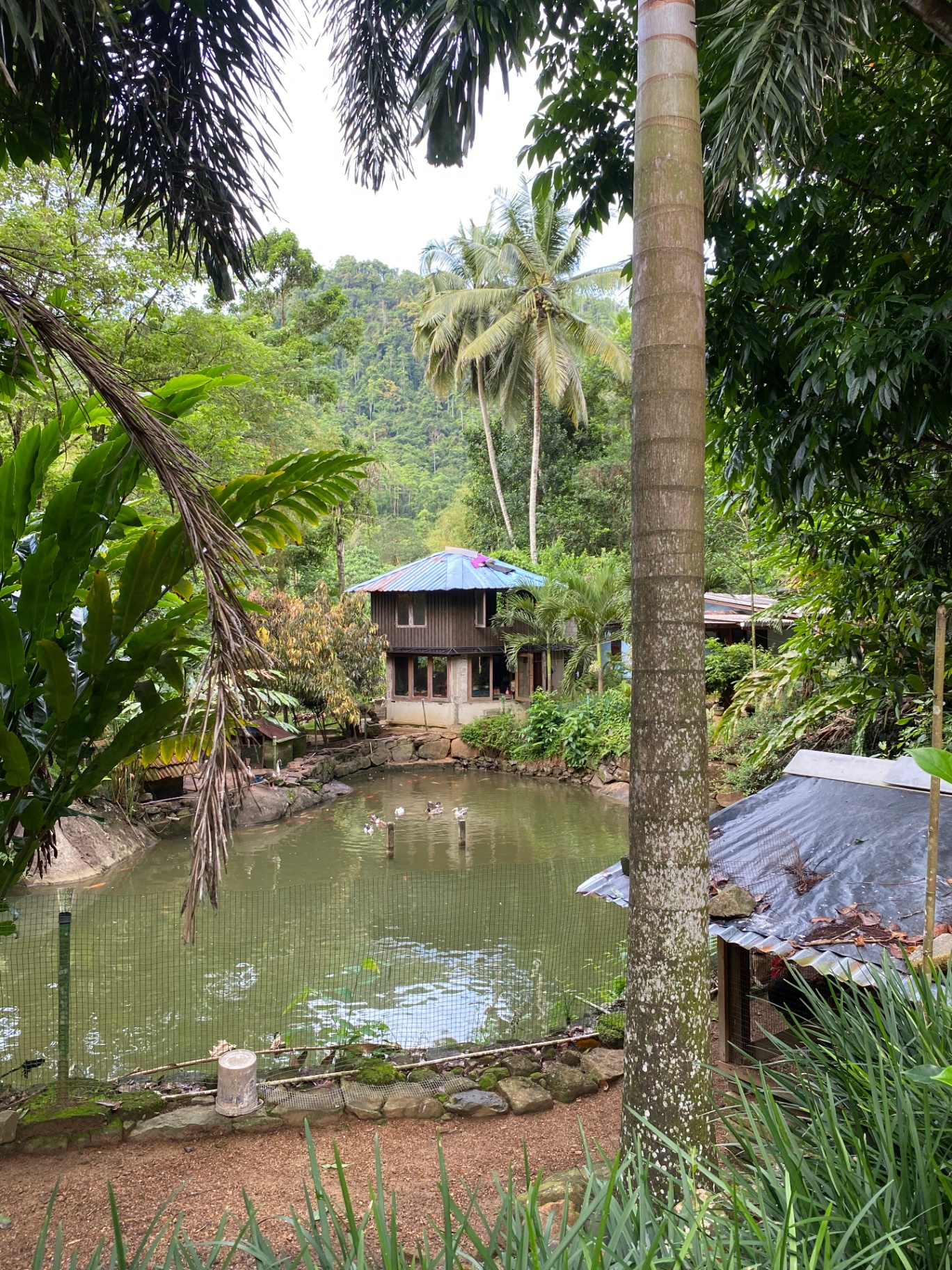 Villa & Pond