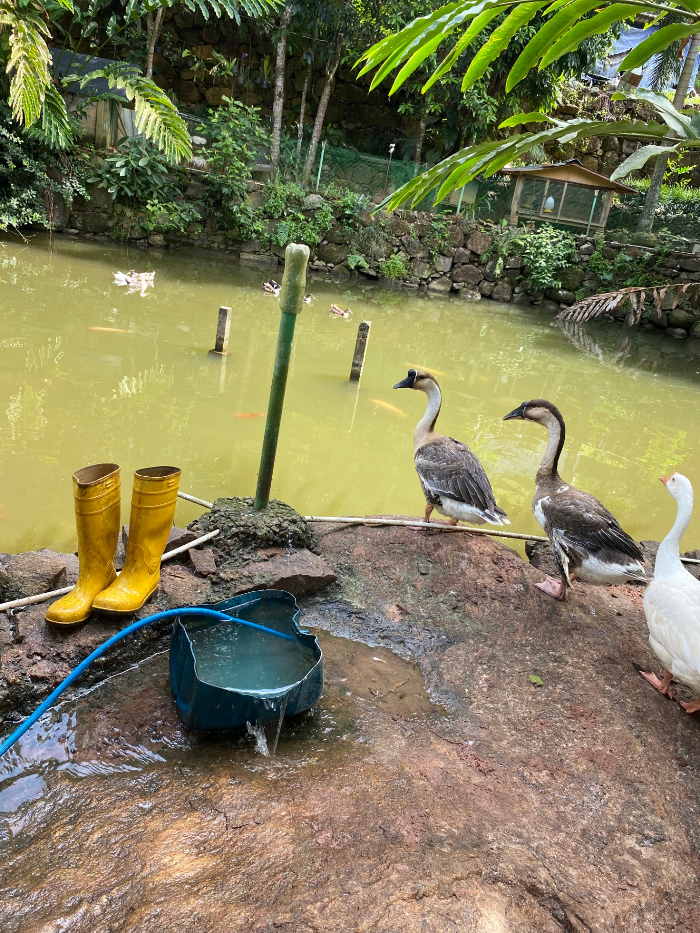 Walk with the Goose & Ducks